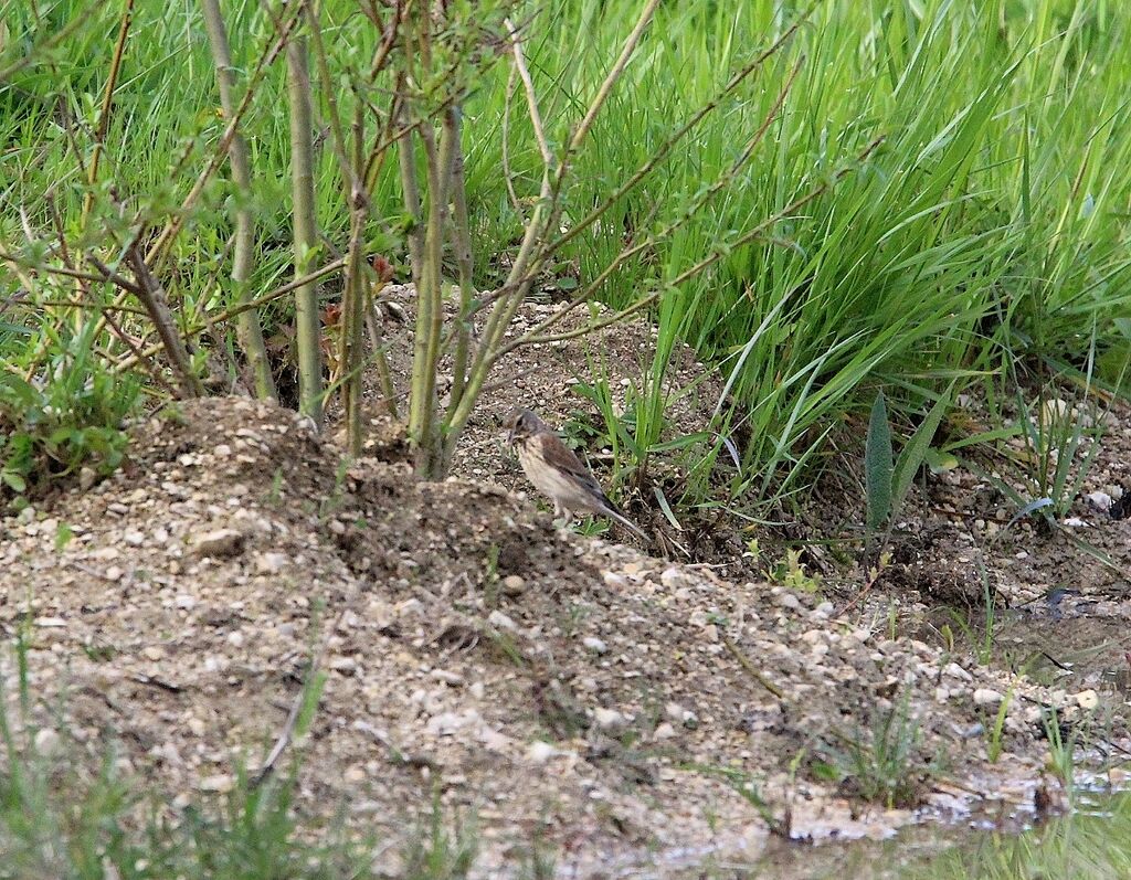 Common Linnet