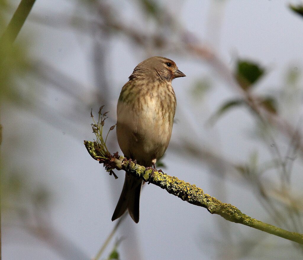 Linotte mélodieuse