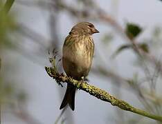 Linotte mélodieuse