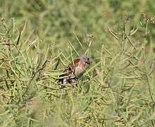 Common Linnet