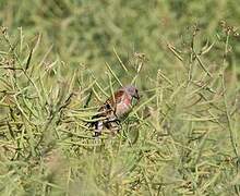 Linotte mélodieuse