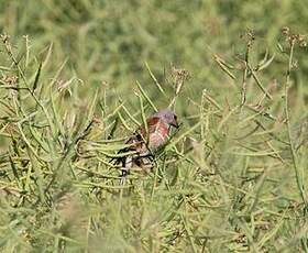 Linotte mélodieuse