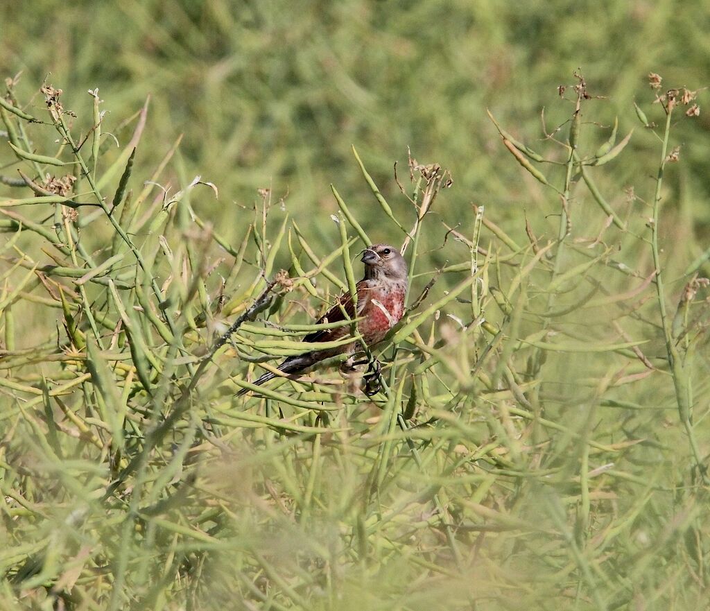 Linotte mélodieuse