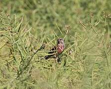 Common Linnet