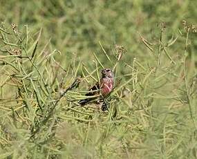 Linotte mélodieuse