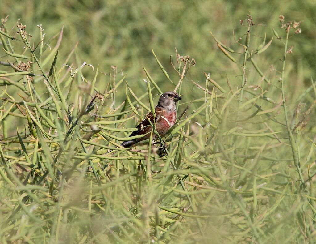 Linotte mélodieuse