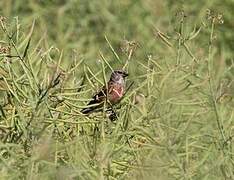 Common Linnet