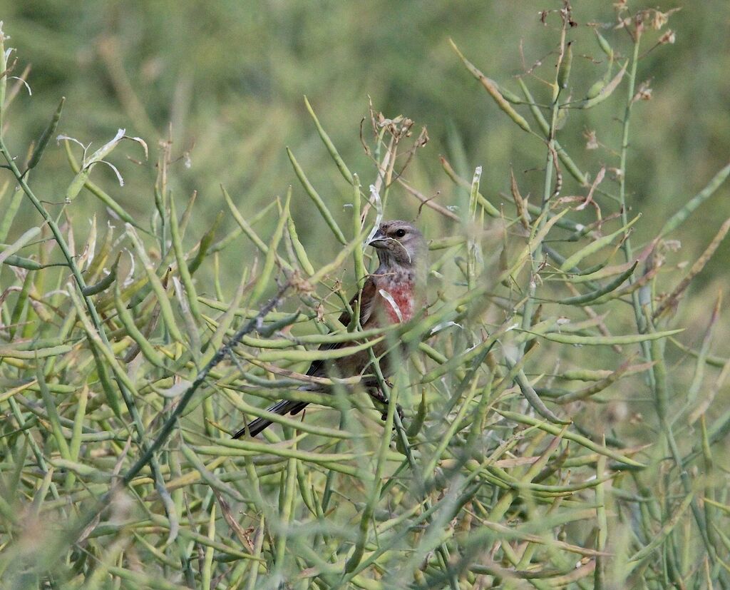 Linotte mélodieuse