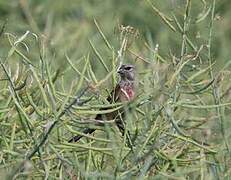 Linotte mélodieuse