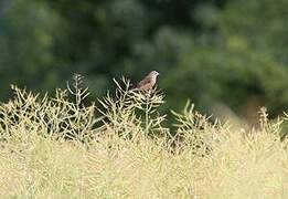 Common Linnet