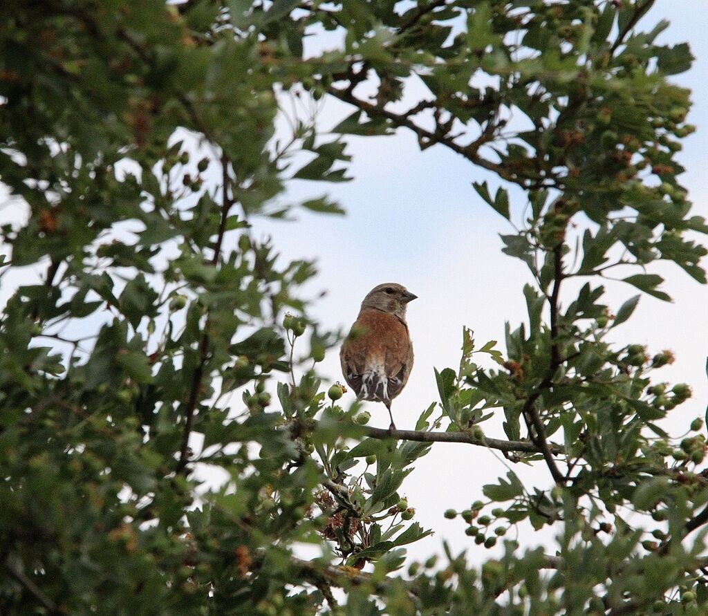 Common Linnet