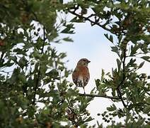 Common Linnet