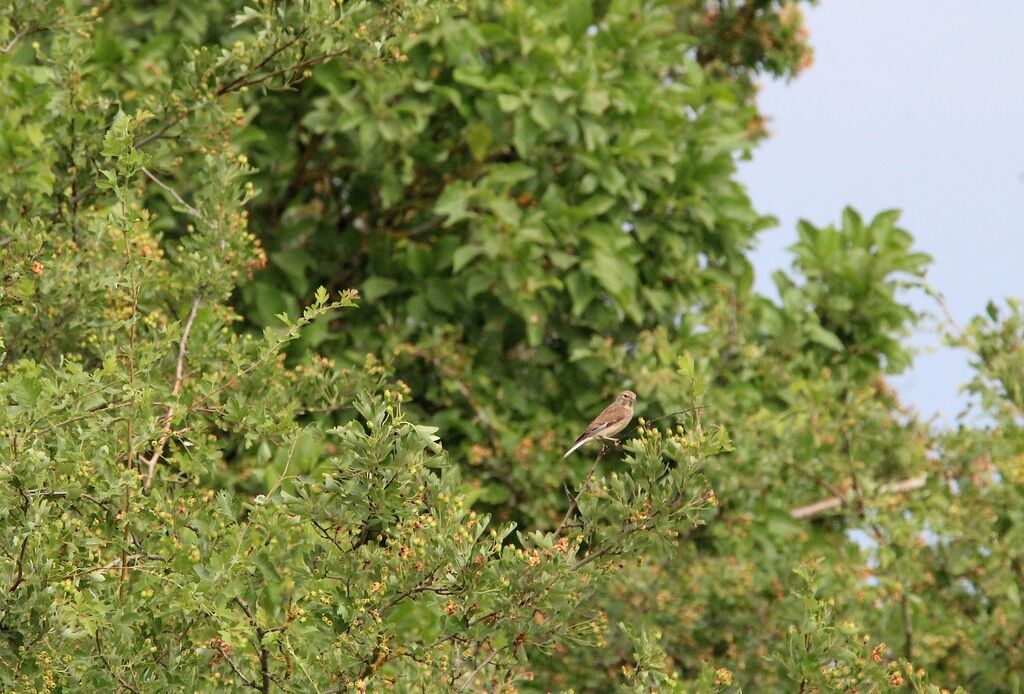 Linotte mélodieuse