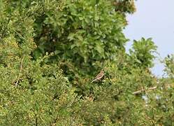 Common Linnet