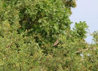 Linotte mélodieuse