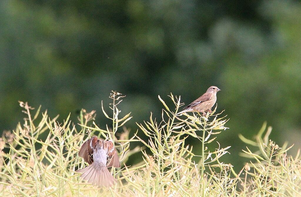 Linotte mélodieuse