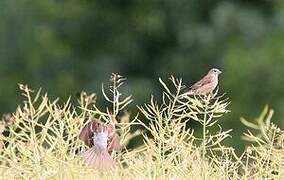 Common Linnet