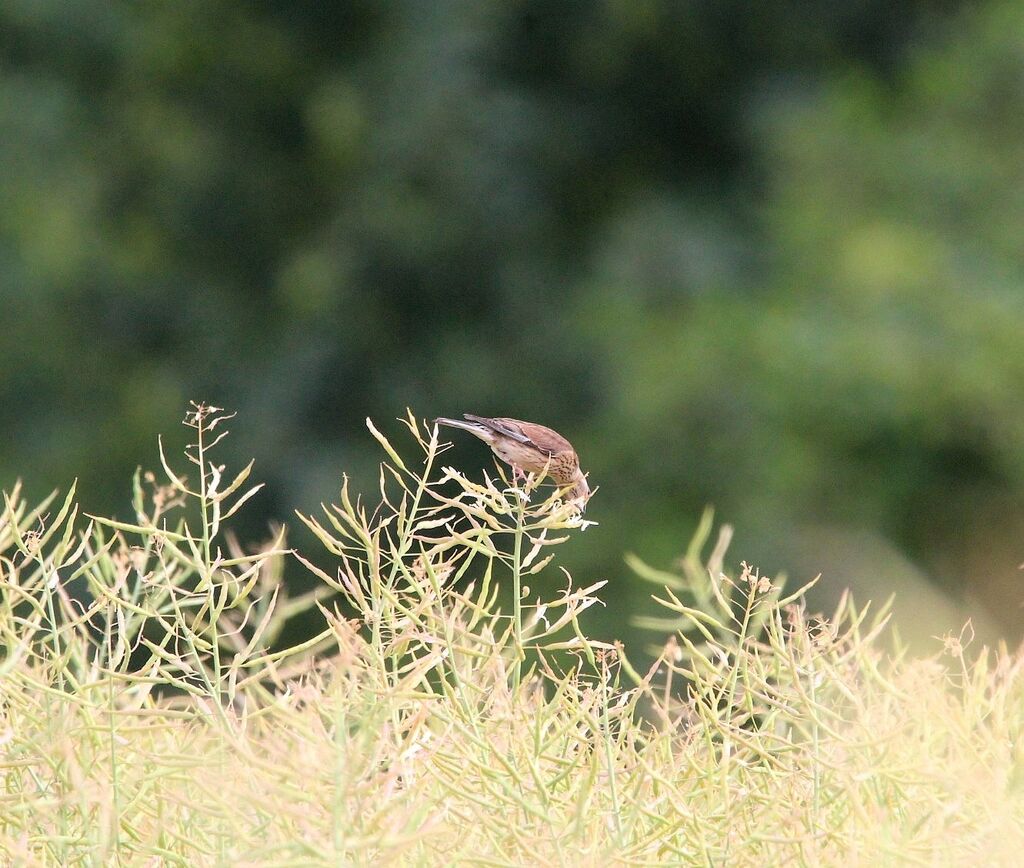 Common Linnet