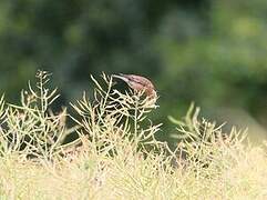 Linotte mélodieuse