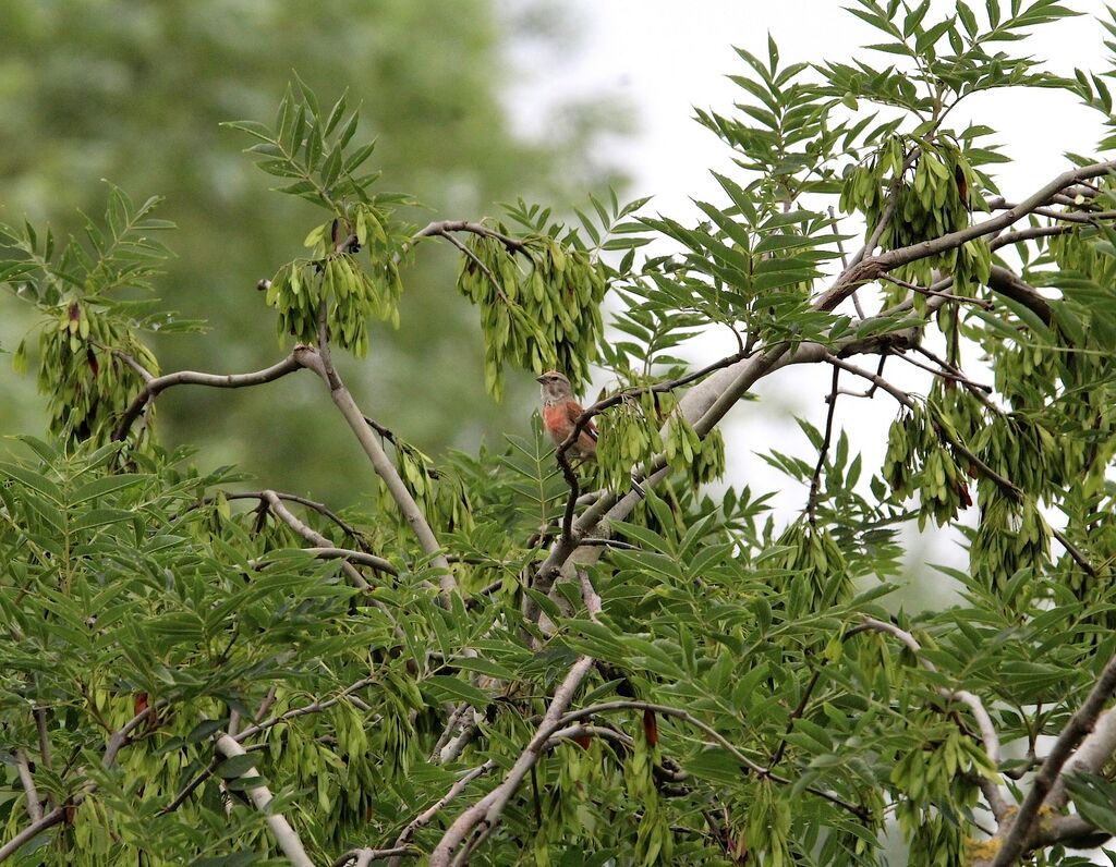 Linotte mélodieuse