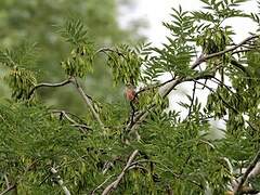 Linotte mélodieuse