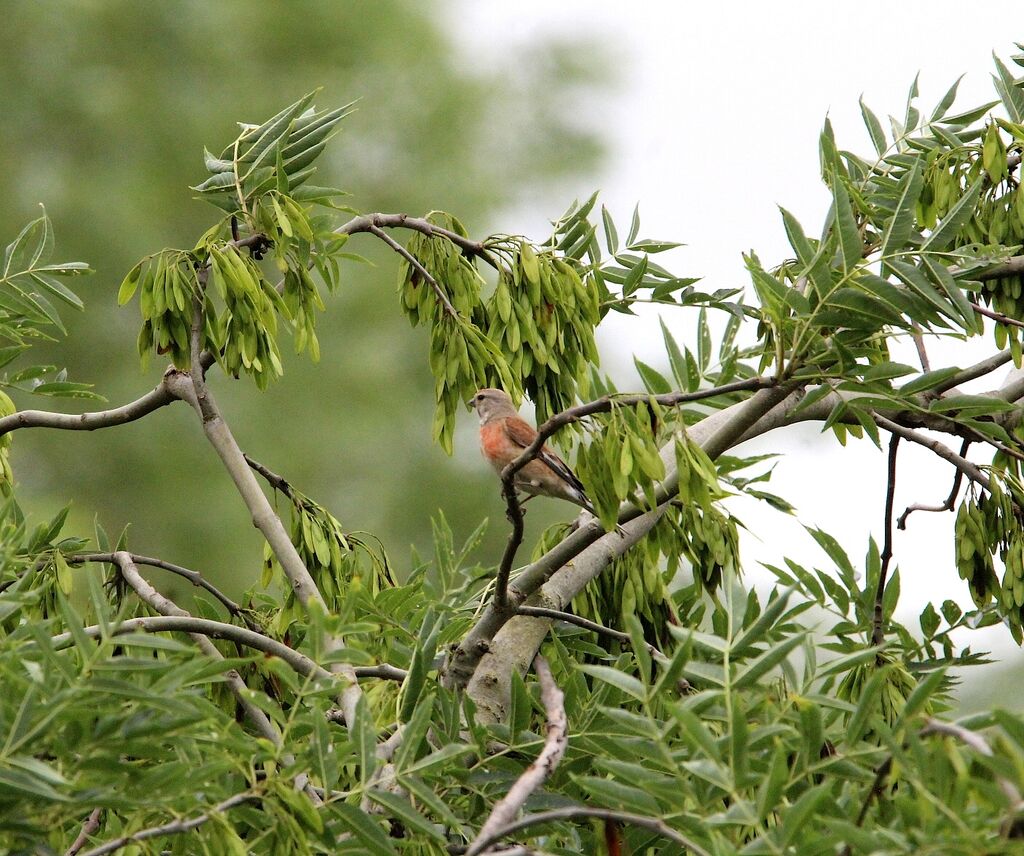 Common Linnet