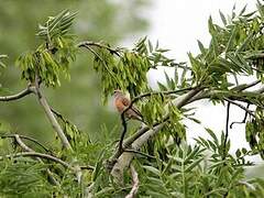 Common Linnet