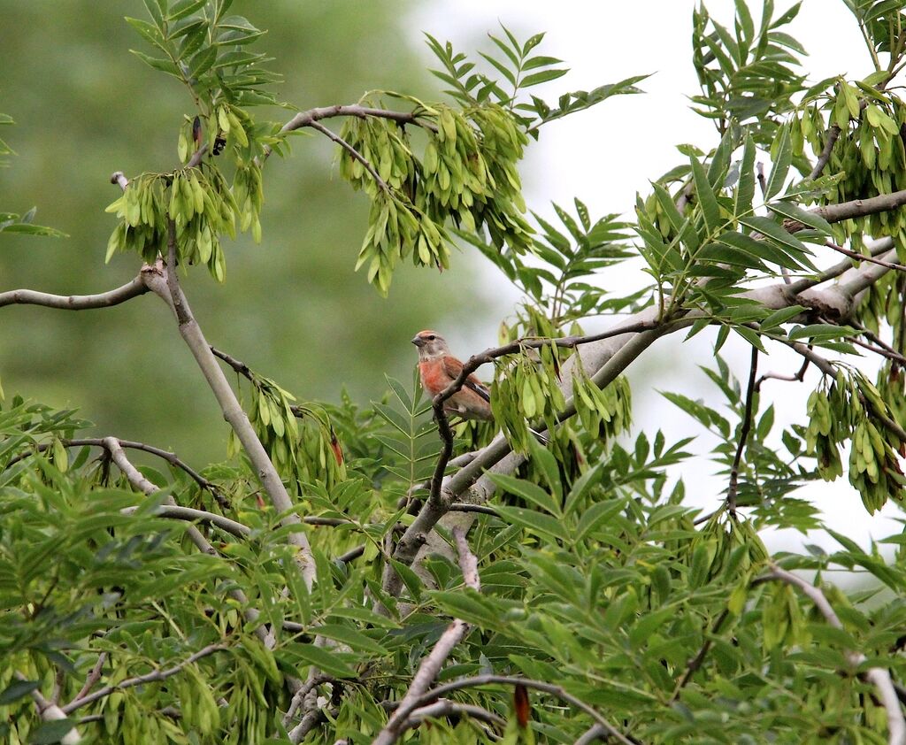 Linotte mélodieuse