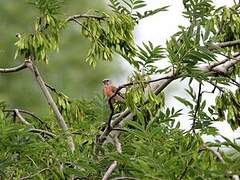 Linotte mélodieuse