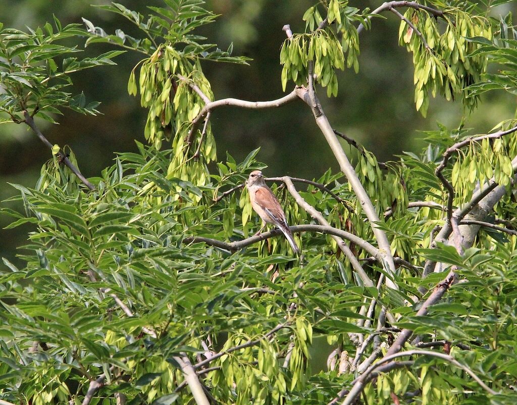 Linotte mélodieuse