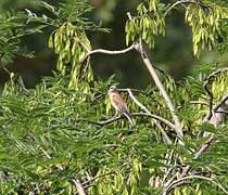 Linotte mélodieuse