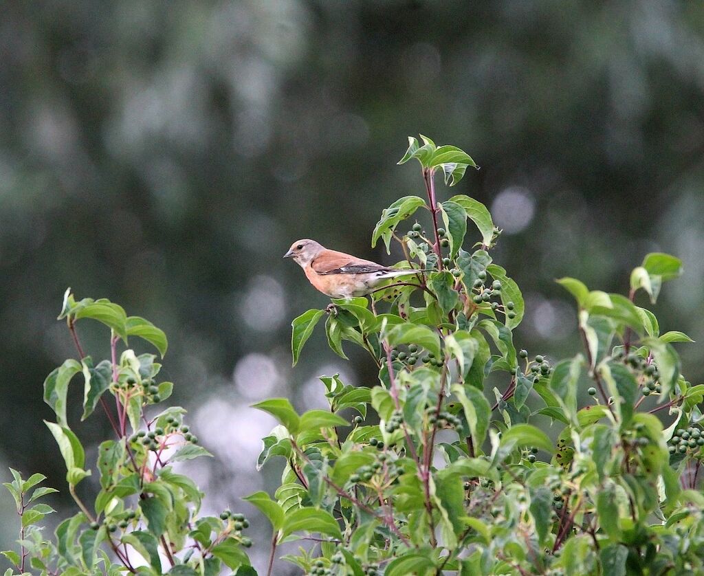 Common Linnet