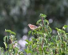 Common Linnet