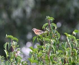 Linotte mélodieuse