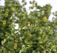 Linotte mélodieuse