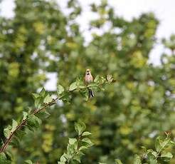 Linotte mélodieuse