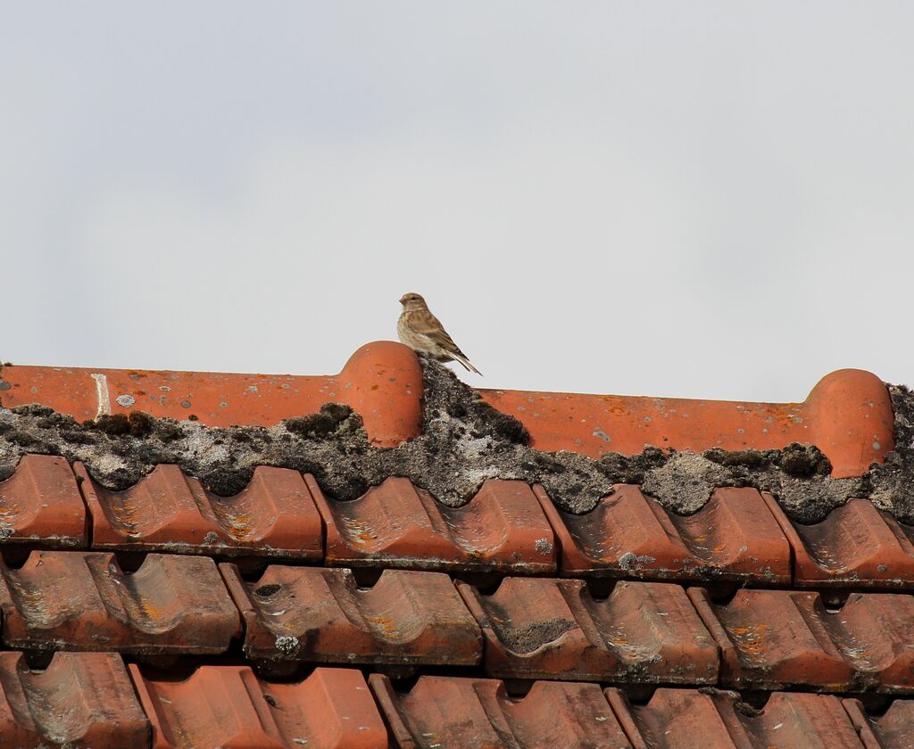 Linotte mélodieuse