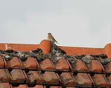 Common Linnet