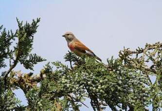 Linotte mélodieuse