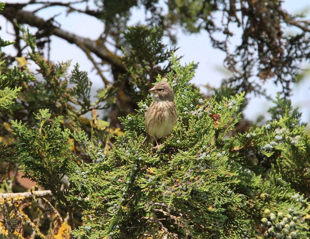 Common Linnet