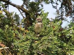 Common Linnet