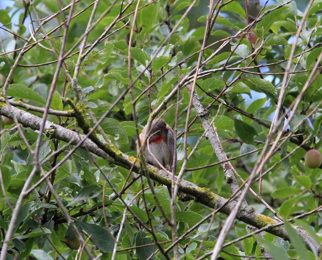 Linotte mélodieuse