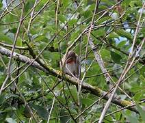 Common Linnet