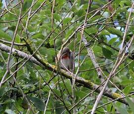 Linotte mélodieuse