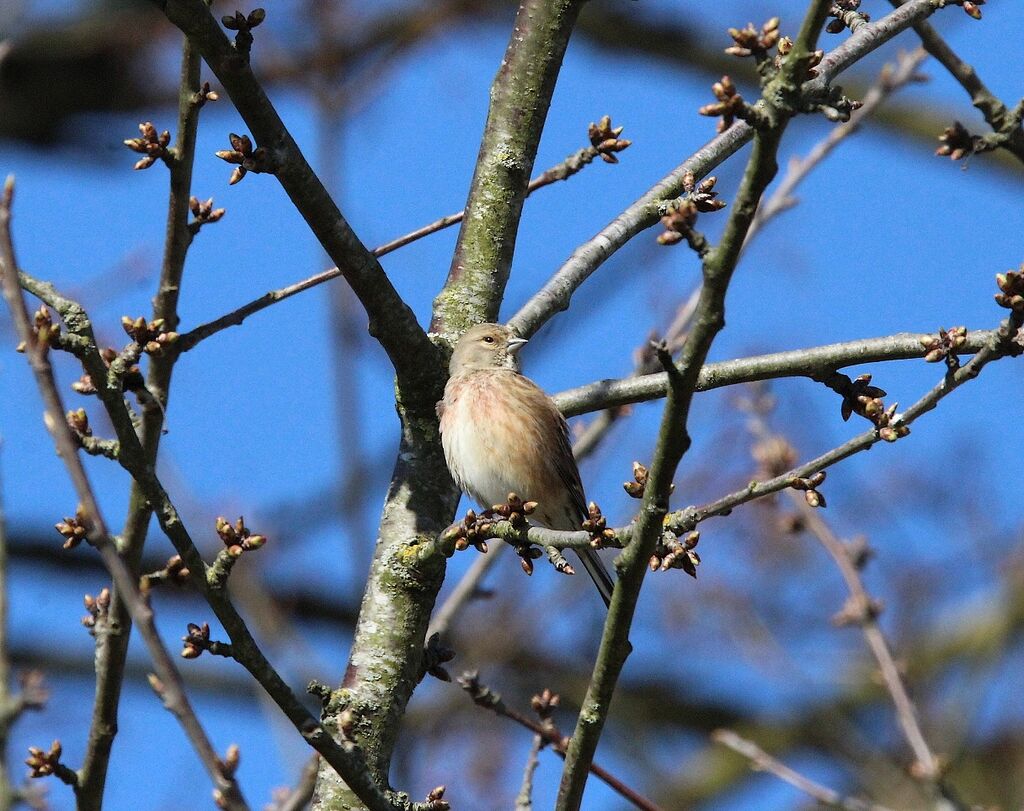 Common Linnet