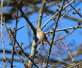 Linotte mélodieuse
