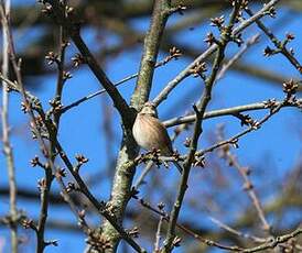 Linotte mélodieuse