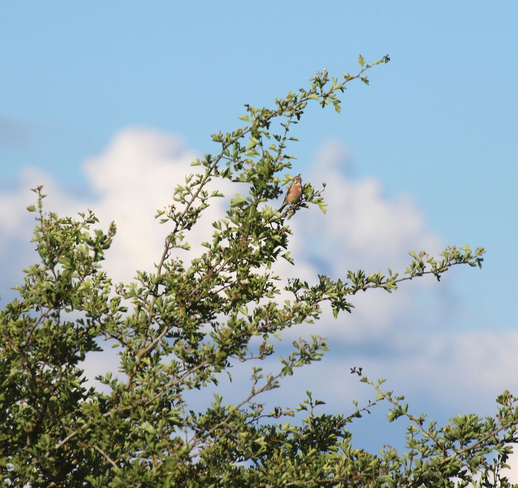 Linotte mélodieuse