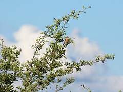 Common Linnet