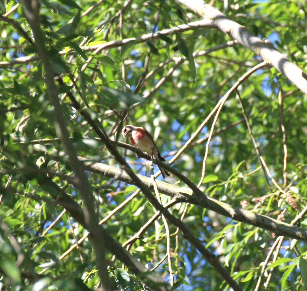 Common Linnet